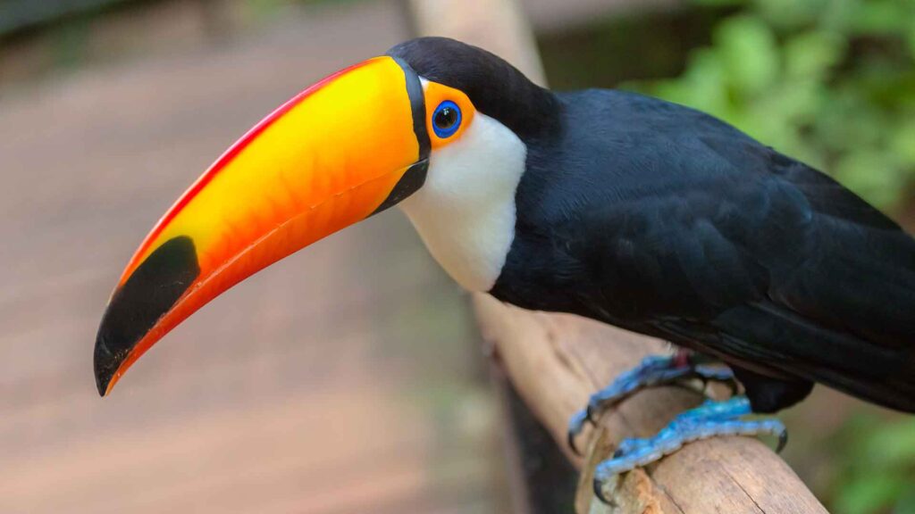 Toucan Iguazu falls